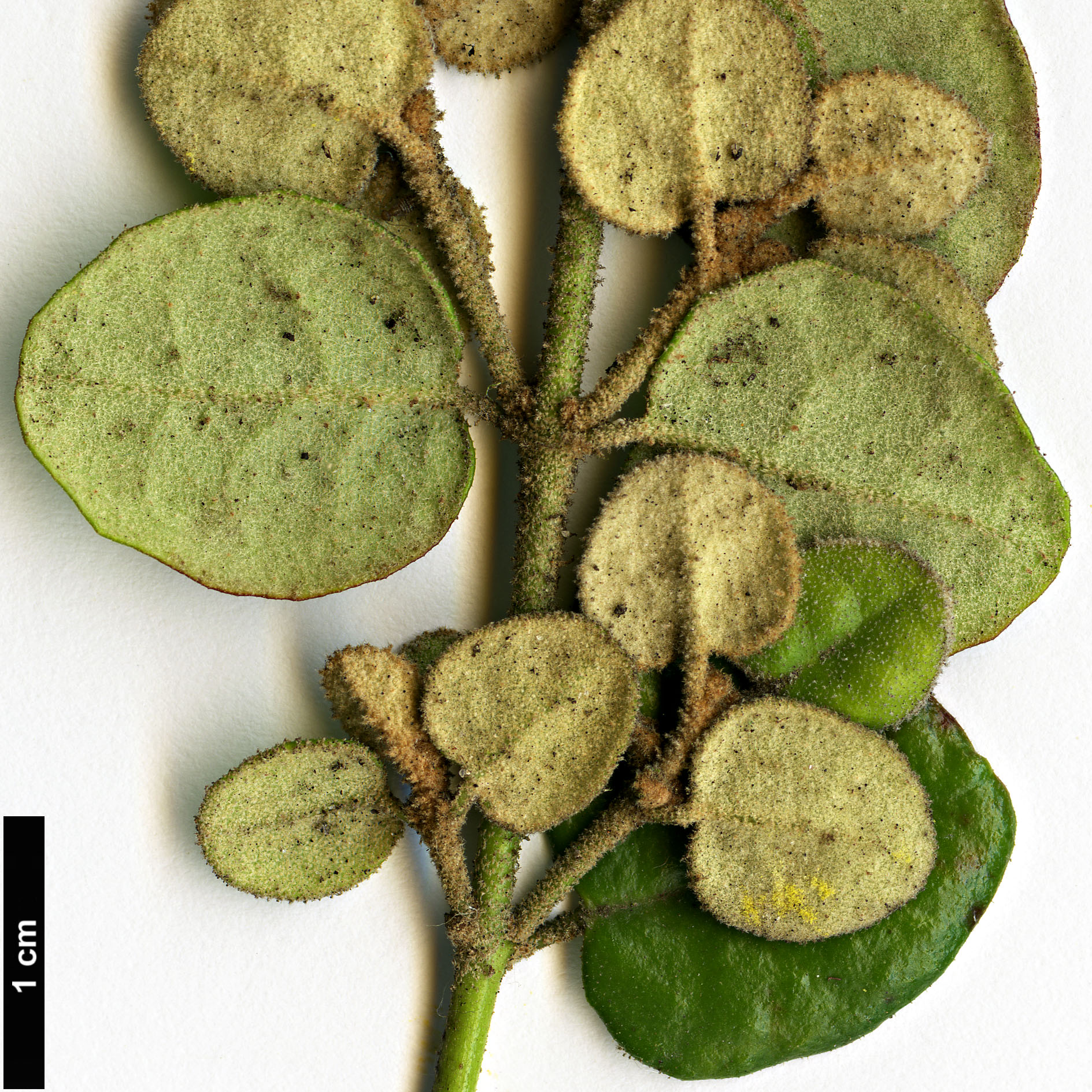 High resolution image: Family: Rutaceae - Genus: Correa - Taxon: reflexa - SpeciesSub: var. nummulariifolia